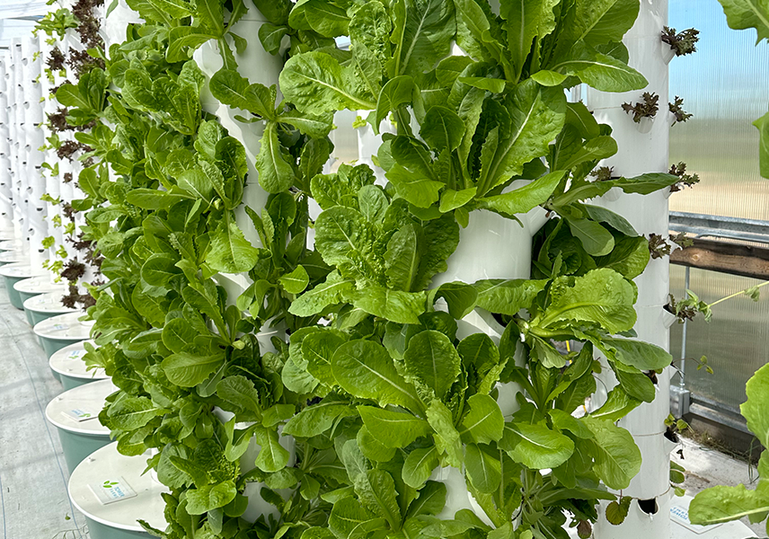 Clean Harvest Farms at Boerne Farmers Market