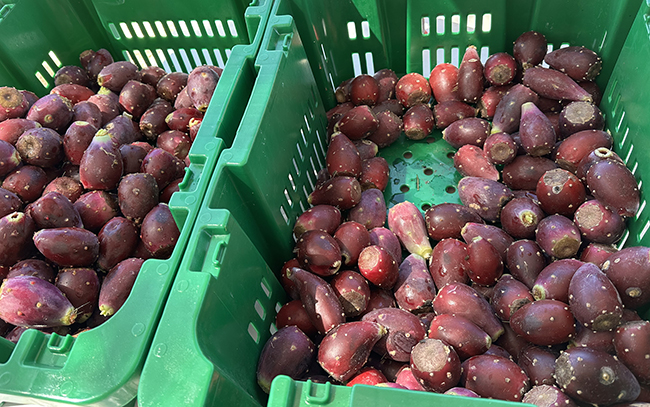 Clean Harvest Farms Prickly Pear Patch