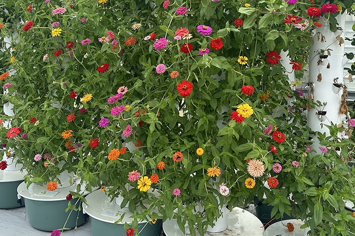 hydroponic farm flowers